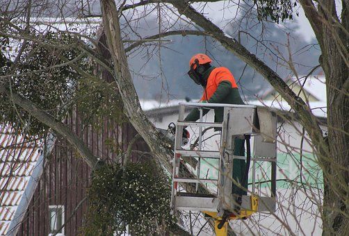 Promoting Health And Appearance Is The Primary Objective Of Tree Pruning And Cutting